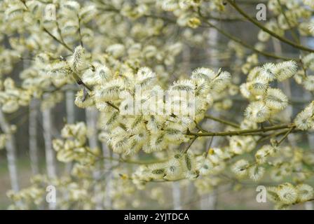 Sal-Weide, Salix caprea, Sal Weide, Salix caprea Stockfoto