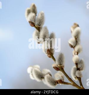 Sal-Weide, Salix caprea, männliche Blauenkäetzchen, Sal Weide, Salix caprea, männliche Blüten Kitten Stockfoto