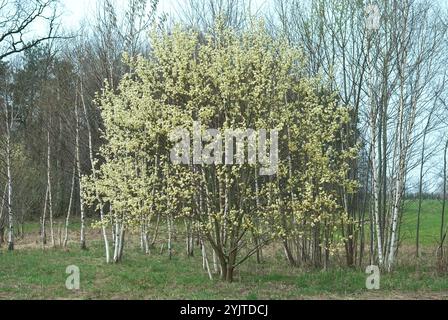 Sal-Weide, Salix caprea, Sal Weide, Salix caprea Stockfoto