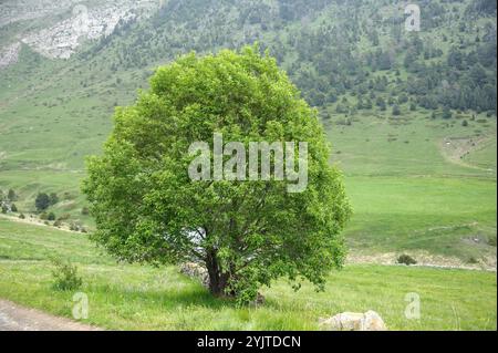 Sal-Weide, Salix caprea, Sal Weide, Salix caprea Stockfoto