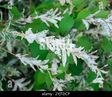 Salix integra Hakuro Nishiki, Salix integra Hakuro Nishiki Stockfoto
