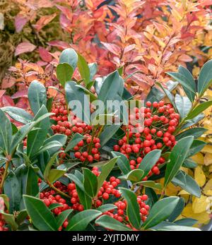 Skimmie, Skimmia japonica Pabella, Skimmia, Skimmia japonica Pabella Stockfoto