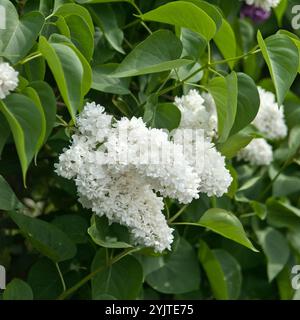 Edel-Flieder, Syringa vulgaris Mme Lemoine, Edle Flieder, Syringa vulgaris Mme Lemoine Stockfoto