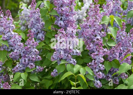 Flieder, Syringa vulgaris, Lilac, Syringa vulgaris Stockfoto
