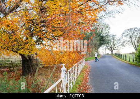 Kupferbuche, fagus sylvatica, in seiner Herbstfarbe am Rande einer Landstraße mit weiß lackiertem Metallzaun. Stockfoto