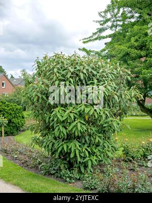 Runzelblaettriger Schneeball, Viburnum rhytidophyllum, Viburnum rhytidophyllum, Viburnum rhytidophyllum Stockfoto