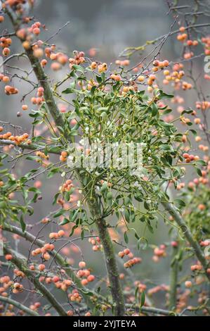 Mistel, Viscum Album, Zier-Apfel, Malus Professor Sprenger, Mistletoe, Viscum Album, Zierapfel, Malus Professor Sprenger Stockfoto