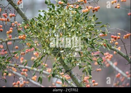 Mistel, Viscum Album, Zier-Apfel, Malus Professor Sprenger, Mistletoe, Viscum Album, Zierapfel, Malus Professor Sprenger Stockfoto