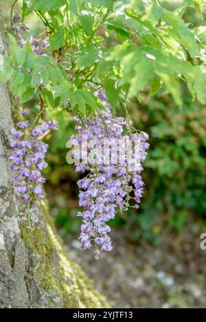 Japanischer Blauregen, Wisteria floribunda violacea Plena, , Japanische Wisteria, Wisteria floribunda violacea plena, Stockfoto