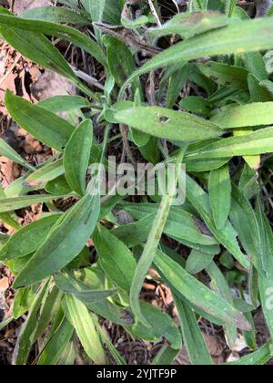 Missouri Orange Coneflower (Rudbeckia missouriensis) Stockfoto