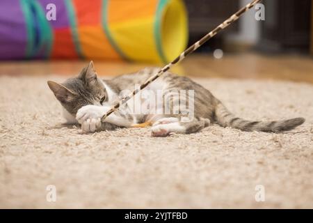 Junge Katze spielt zu Hause mit einem Katzenfederspielzeug Stockfoto