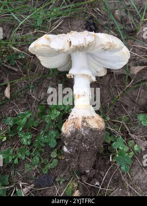 Amerikanische abrupte Bulbed Lepidella (Amanita abrupta) Stockfoto