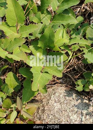 Kriechende Mahonie (Berberis repens) Stockfoto