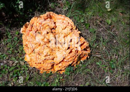 Großer gemeiner Schwefelporling-Pilz, der auf einer Wiese wächst, Laetiporus sulphureus, Klammerpilz Stockfoto