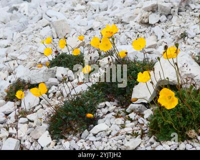 Rhätischer Mohn (Papaver alpinum rhaeticum) Stockfoto