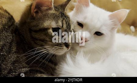 Niedliche Hauskatzen, die zu Hause auf dem Sofa liegen. Porträt von schönen gestreiften und weißen Kätzchen im Innenbereich. Familie Paar Katze ruht zusammen. Konzept von Stockfoto