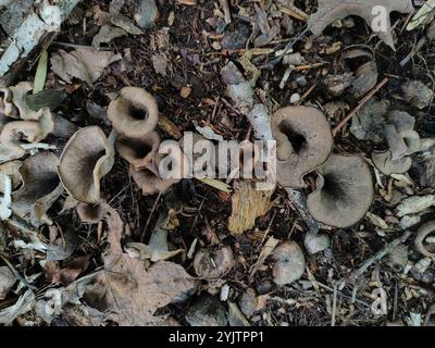 Östliche schwarze Trompete (Craterellus fallax) Stockfoto