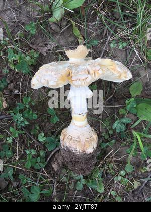 Amerikanische abrupte Bulbed Lepidella (Amanita abrupta) Stockfoto