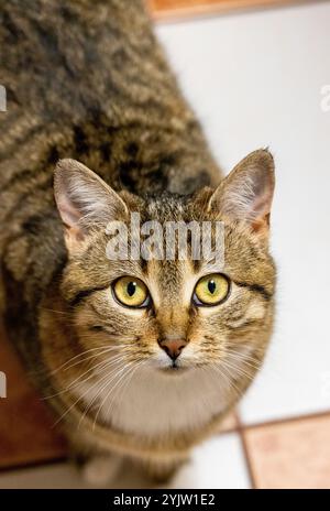 Tabby-Katze mit intensiven gelben Augen, die neugierig starren, aus einem hohen Blickwinkel vor einem gefliesten Boden gesehen Stockfoto