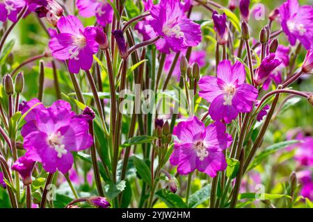 Große Weidenweide (epilobium hirsutum), schließen Sie die rosafarbenen Blüten der gewöhnlichen Wasserpflanze, die von der Sonne beleuchtet wird. Stockfoto