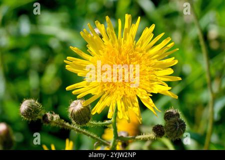 Mehrjährige Sowthistel (sonchus arvensis), Nahaufnahme mit einer einzigen großen gelben Blume der Pflanze mit begleitenden Blütenknospen. Stockfoto