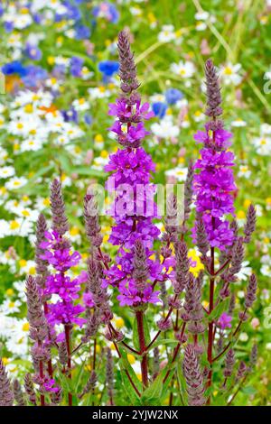 Purple Loosestrife (lythrum salicaria), Nahaufnahme mit Fokus auf einen einzelnen Stachel violetter Blüten, der unter anderem wächst. Stockfoto