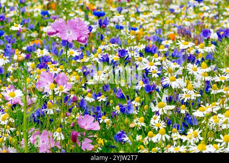 Nahaufnahme einer Auswahl von Pflanzen und Blumen, die auf einer Wildblumenwiese wachsen, die von einer Wohltätigkeitsorganisation gepflanzt wurde, um die Artenvielfalt zu fördern und die Landschaft wiederherzustellen. Stockfoto