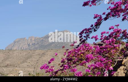 Costa Blanca Hills and Flowers Summer Time, Spanien Stockfoto