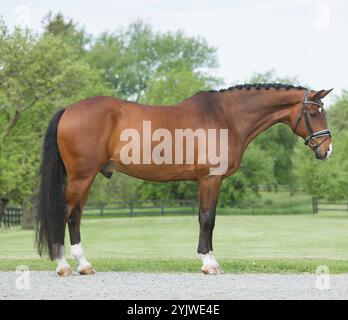 Ganzkörper Seitenansicht Exterieur Aufnahme von Warmblut hannoverscher Hengst stehend im Feld Pferd Bild von Lorpferd vier weiße Socken stehen still Stockfoto