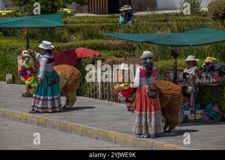 Frauen mit verkleideten Alpakas, Colca Canyon Tagesausflug Stockfoto