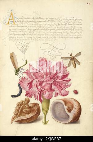 Damselfly, Nelke, Raupe, Marienkäfer, Englischer Nussbaum, und Meeresmollusken; Mira calligraphiae monumenta, 1561–1562; Beleuchtung hinzugefügt 1591–1596. Zusatzinfo: In den 1500er Jahren, als der Druck zur gängigsten Methode der Buchherstellung wurde, schätzten Intellektuelle zunehmend den Erfindungsreichtum der Schriftgelehrten und die ästhetischen Qualitäten des Schreibens. Von 1561 bis 1562 schuf Georg Bocskay, Hofsekretär des Heiligen Römischen Kaisers Ferdinand I., dieses Musterbuch der Kalligraphie, um seine technische Beherrschung der immensen Bandbreite der ihm bekannten Schriftstile zu demonstrieren. Kaiser Rudolph II. Später kommissio Stockfoto