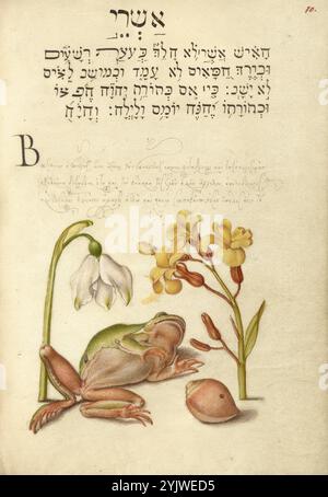 Frühlingsschneeflocke, Baumfrosch, Wallblume und Meeresmollusken; Mira calligraphiae monumenta, 1561-1562; Beleuchtung hinzugefügt 1591-1596. Zusatzinfo: In den 1500er Jahren, als der Druck zur gängigsten Methode der Buchherstellung wurde, schätzten Intellektuelle zunehmend den Erfindungsreichtum der Schriftgelehrten und die ästhetischen Qualitäten des Schreibens. Von 1561 bis 1562 schuf Georg Bocskay, Hofsekretär des Heiligen Römischen Kaisers Ferdinand I., dieses Musterbuch der Kalligraphie, um seine technische Beherrschung der immensen Bandbreite der ihm bekannten Schriftstile zu demonstrieren. Kaiser Rudolph II. Beauftragte später Joris Hoefnagel Stockfoto