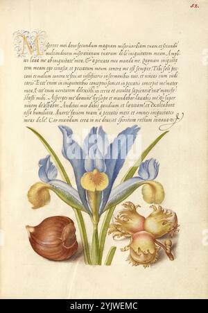 Spanische Kastanie, englische Iris und europäischer Filbert; Mira calligraphiae monumenta, 1561-1562; Beleuchtung hinzugefügt 1591-1596. Zusatzinfo: In den 1500er Jahren, als der Druck zur gängigsten Methode der Buchherstellung wurde, schätzten Intellektuelle zunehmend den Erfindungsreichtum der Schriftgelehrten und die ästhetischen Qualitäten des Schreibens. Von 1561 bis 1562 schuf Georg Bocskay, Hofsekretär des Heiligen Römischen Kaisers Ferdinand I., dieses Musterbuch der Kalligraphie, um seine technische Beherrschung der immensen Bandbreite der ihm bekannten Schriftstile zu demonstrieren. Kaiser Rudolph II. Beauftragte später Joris Hoefnagel zur illu Stockfoto