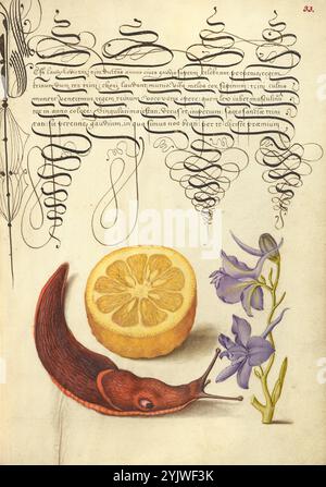 Sauerorange, Landmollusken und Larkspur; Mira calligraphiae monumenta, 1561-1562; Beleuchtung hinzugefügt 1591-1596. Zusätzliche Info: Auf dieser Seite reflektierte Hoefnagel die wirbelnden Linien der Kalligraphie mit dem gekrümmten, stockigen Körper einer terrestrischen Molluske; ebenso ähneln die abgerundeten Abschnitte der Orange in der Mitte den vom Kalligraphen geschaffenen Drehschlaufen. Die anmutigen Blütenblätter und die zarte Lavendelfarbe des larkspur blüht nach rechts, unterdessen balancieren die robusteren Formen der Schnecke und des Fruchtstücks. Stockfoto