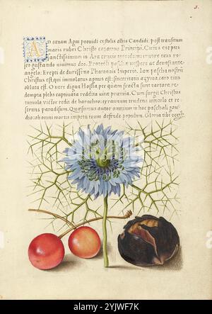 Love-in-a-Mist, süße Kirsche und spanische Kastanie; Mira calligraphiae monumenta, 1561-1562; Beleuchtung hinzugefügt 1591-1596. Zusatzinfo: In den 1500er Jahren, als der Druck zur gängigsten Methode der Buchherstellung wurde, schätzten Intellektuelle zunehmend den Erfindungsreichtum der Schriftgelehrten und die ästhetischen Qualitäten des Schreibens. Von 1561 bis 1562 schuf Georg Bocskay, Hofsekretär des Heiligen Römischen Kaisers Ferdinand I., dieses Musterbuch der Kalligraphie, um seine technische Beherrschung der immensen Bandbreite der ihm bekannten Schriftstile zu demonstrieren. Kaiser Rudolph II. Beauftragte später Joris Hoefnagel zur Illumi Stockfoto