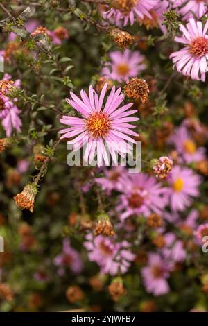 Wunderschönes Gänseblümchen-ähnliches Symphyotrichum Laeve 'Glow in the Dark'. Natürliches Nahaufnahme blühendes Pflanzenporträt. Aufmerksamkeit erregend, schön, blühend, rot Stockfoto