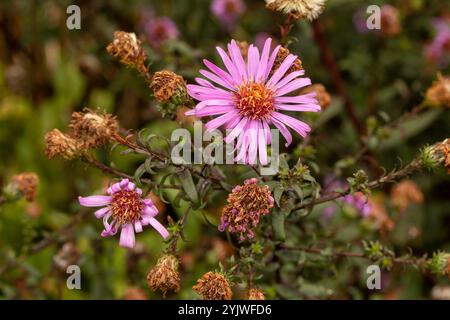 Wunderschönes Gänseblümchen-ähnliches Symphyotrichum Laeve 'Glow in the Dark'. Natürliches Nahaufnahme blühendes Pflanzenporträt. Aufmerksamkeit erregend, schön, blühend, rot Stockfoto