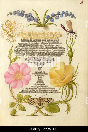 Traubenhyazinthe, Wasplike Inseect, Eglantine, Austrian Brier und Magpie Moth; Mira calligraphiae monumenta, 1561–1562; Beleuchtung hinzugefügt 1591–1596. Zusatzinfo: In den 1500er Jahren, als der Druck zur gängigsten Methode der Buchherstellung wurde, schätzten Intellektuelle zunehmend den Erfindungsreichtum der Schriftgelehrten und die ästhetischen Qualitäten des Schreibens. Von 1561 bis 1562 schuf Georg Bocskay, Hofsekretär des Heiligen Römischen Kaisers Ferdinand I., dieses Musterbuch der Kalligraphie, um seine technische Beherrschung der immensen Bandbreite der ihm bekannten Schriftstile zu demonstrieren. Kaiser Rudolph II. Wurde später in Auftrag gegeben Stockfoto