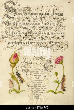 Holztäfelung, französische Rose, wasplike Insekt, englische Gänseblümchen und Raupe; Mira calligraphiae monumenta, 1561–1562; Beleuchtung hinzugefügt 1591–1596. Zusatzinfo: In den 1500er Jahren, als der Druck zur gängigsten Methode der Buchherstellung wurde, schätzten Intellektuelle zunehmend den Erfindungsreichtum der Schriftgelehrten und die ästhetischen Qualitäten des Schreibens. Von 1561 bis 1562 schuf Georg Bocskay, Hofsekretär des Heiligen Römischen Kaisers Ferdinand I., dieses Musterbuch der Kalligraphie, um seine technische Beherrschung der immensen Bandbreite der ihm bekannten Schriftstile zu demonstrieren. Kaiser Rudolph II. Beauftragte später Joris Stockfoto