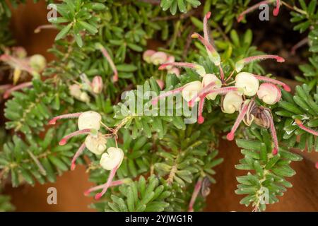 Auffällige und produktive Grevillea Lanigera „Mount Tamboritha“. Natürliches Nahaufnahme blühendes Pflanzenporträt. Aufmerksamkeit erregend, schön, blühend, rot Stockfoto