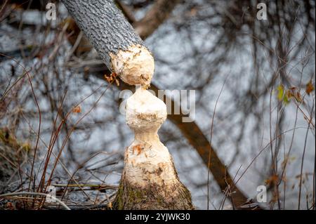 Eine Nahaufnahme eines mittelgroßen Baumes, an dem Biber genagt haben, sodass er in einen Teich fällt Stockfoto
