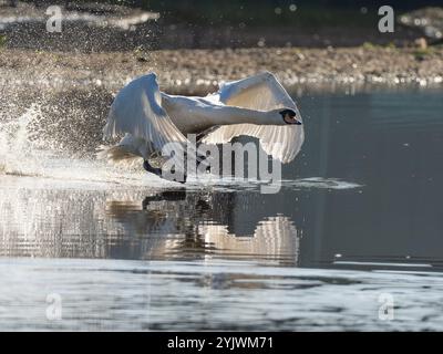 Stummer Schwan auf seinem Startlauf in Gloucestershire Großbritannien [ Cygnus olor ] Stockfoto