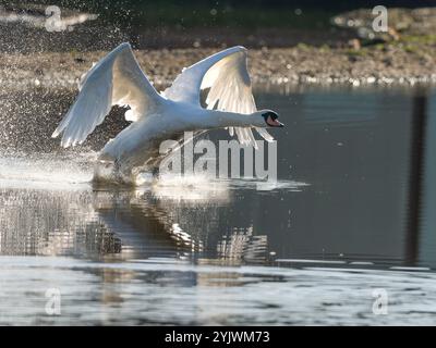 Stummer Schwan auf seinem Startlauf in Gloucestershire Großbritannien [ Cygnus olor ] Stockfoto