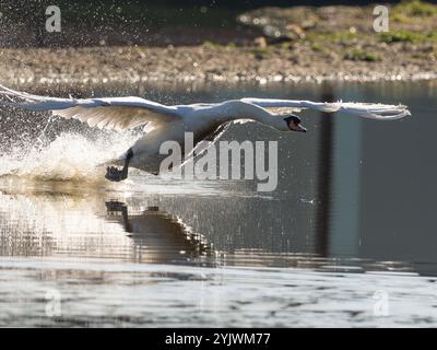 Stummer Schwan auf seinem Startlauf in Gloucestershire Großbritannien [ Cygnus olor ] Stockfoto