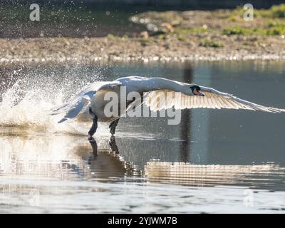 Stummer Schwan auf seinem Startlauf in Gloucestershire Großbritannien [ Cygnus olor ] Stockfoto