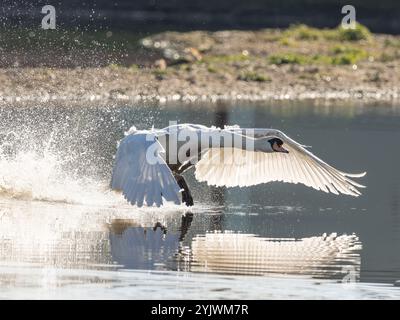 Stummer Schwan auf seinem Startlauf in Gloucestershire Großbritannien [ Cygnus olor ] Stockfoto