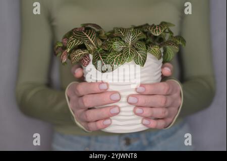 Fittonia rosa-grüne Pflanze in einem weißen welligen Topf in Frauenhänden, hellgrauer Hintergrund Stockfoto