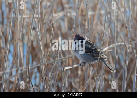 Eurasischer Baumsperling, Passer montanus in freier Wildbahn. Songbird. Ein Vogel, der auf Schilf sitzt. Nahaufnahme. Stockfoto