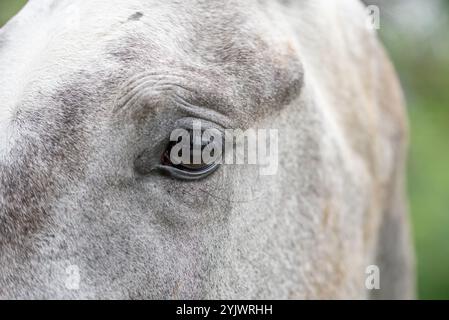 Detail eines Kopfes eines blassen, weißen, blassen Pferdes. Auge eines Pferdes. Stockfoto