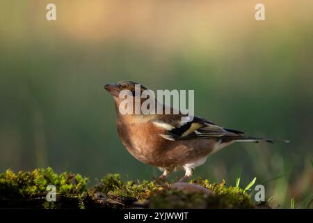 Häufige Buchbeinfringilla-Coelebs. In freier Wildbahn. Ein Vogel im Herbstwald, der auf einem schönen Moos sitzt. Nahaufnahme. Stockfoto